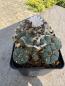 Preview: Lophophora williamsii